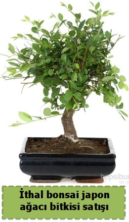 thal bonsai saks iei Japon aac sat  stanbul ucuz iek gnder 