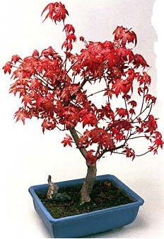 Amerikan akaaa bonsai bitkisi  stanbul ieki maazas 