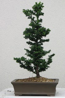 am aac bonsai bitkisi sat  stanbul internetten iek sat 