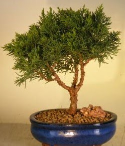 Servi am bonsai japon aac bitkisi  stanbul ieki maazas 