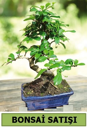 am bonsai japon aac sat  stanbul iekiler 