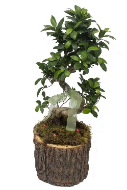 Doal ktkte bonsai saks bitkisi  stanbul ucuz iek gnder 