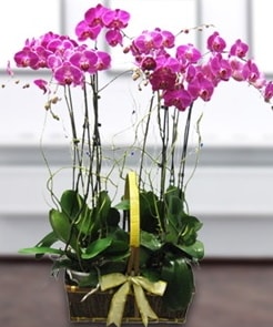 7 dall mor lila orkide  stanbul hediye iek yolla 