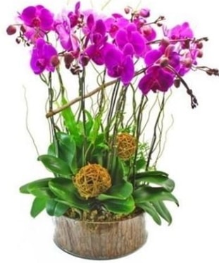 Ahap ktkte lila mor orkide 8 li  stanbul uluslararas iek gnderme 