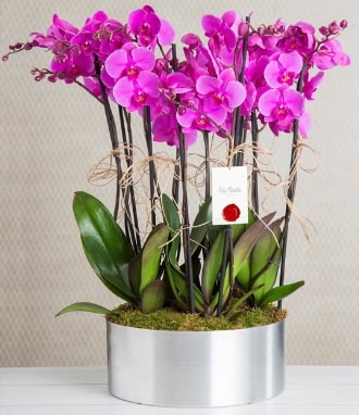 11 dall mor orkide metal vazoda  stanbul hediye iek yolla 