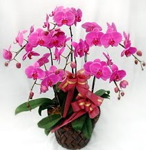 Sepet ierisinde 5 dall lila orkide  stanbul iek siparii vermek 