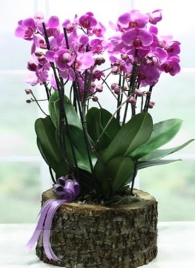 Ktk ierisinde 6 dall mor orkide  stanbul iek siparii vermek 