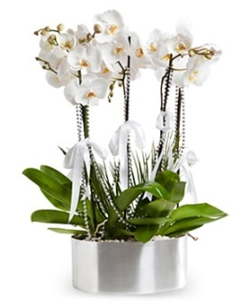 Be dall metal saksda beyaz orkide  stanbul ieki maazas 