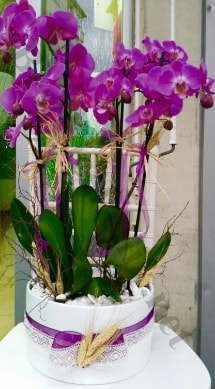 Seramik vazoda 4 dall mor lila orkide  stanbul iek online iek siparii 
