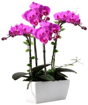 Seramik vazo ierisinde 4 dall mor orkide  stanbul iekiler 