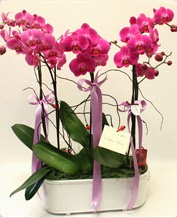 Beyaz seramik ierisinde 4 dall orkide  stanbul iek siparii vermek 