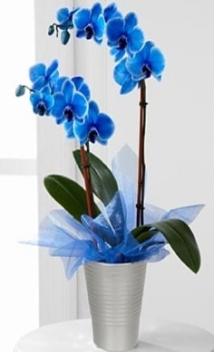 Seramik vazo ierisinde 2 dall mavi orkide  stanbul internetten iek siparii 