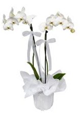 2 dall beyaz orkide  stanbul iek gnderme 