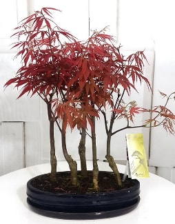 5 adet japon akaaa bonsai iei  stanbul iekiler 