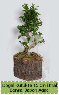 Doal ktkte thal bonsai japon aac  stanbul iek siparii sitesi 