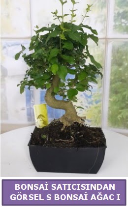 S dal erilii bonsai japon aac  stanbul iekiler 