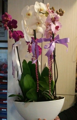 Mor ve beyaz ve pembe 6 dall orkide  stanbul iek siparii vermek 