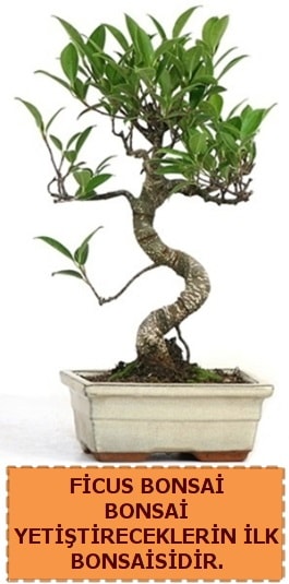 Ficus bonsai 15 ile 25 cm arasndadr  stanbul ieki maazas 