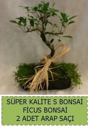 Ficus S Bonsai ve arap sa  stanbul internetten iek sat 