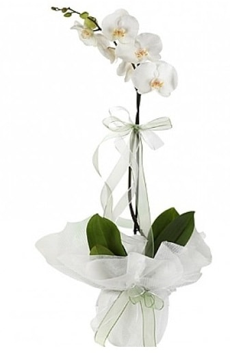 Tekli Beyaz Orkide  stanbul online iek gnderme sipari 