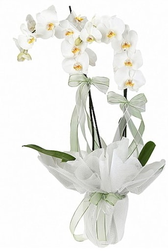 ift Dall Beyaz Orkide  stanbul yurtii ve yurtd iek siparii 