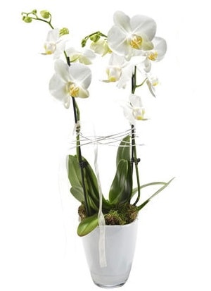 2 dall beyaz seramik beyaz orkide sakss  stanbul hediye iek yolla 