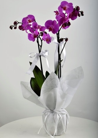 ift dall saksda mor orkide iei  stanbul hediye sevgilime hediye iek 