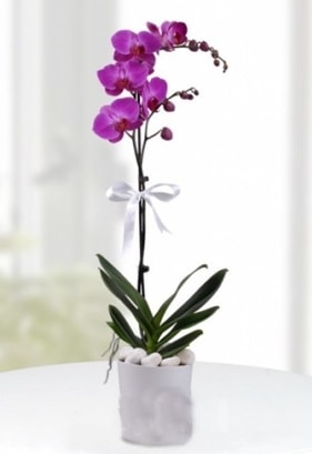 Tek dall saksda mor orkide iei  stanbul 14 ubat sevgililer gn iek 