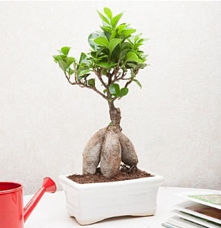 Exotic Ficus Bonsai ginseng  stanbul nternetten iek siparii 