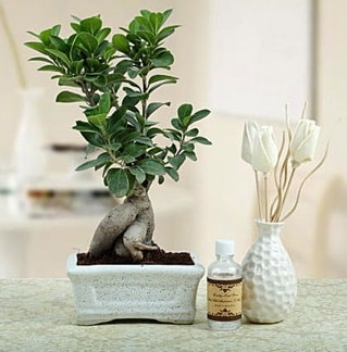 Ginseng ficus bonsai  stanbul 14 ubat sevgililer gn iek 