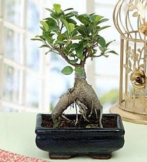 Appealing Ficus Ginseng Bonsai  stanbul yurtii ve yurtd iek siparii 