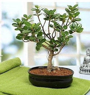 Lovely Ficus Iceland Bonsai  stanbul yurtii ve yurtd iek siparii 