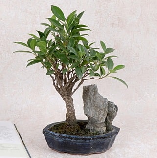 Japon aac Evergreen Ficus Bonsai  stanbul hediye iek yolla 
