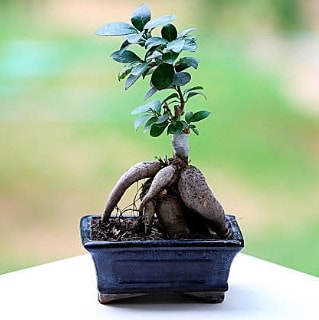 Marvellous Ficus Microcarpa ginseng bonsai  stanbul hediye sevgilime hediye iek 