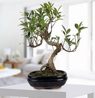 Gorgeous Ficus S shaped japon bonsai  stanbul ieki telefonlar 