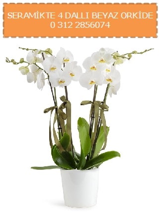 Seramikte 4 dall beyaz orkide  stanbul 14 ubat sevgililer gn iek 