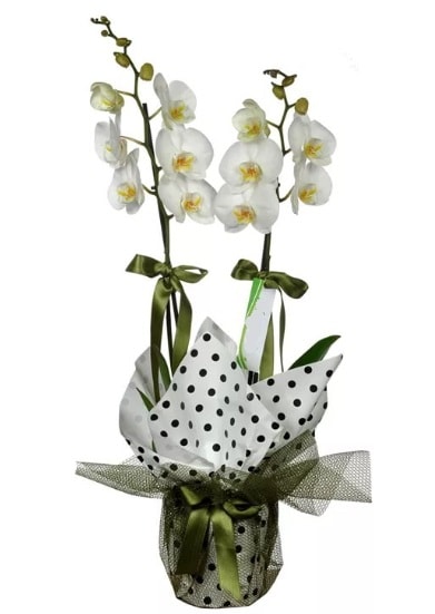 ift Dall Beyaz Orkide  stanbul gvenli kaliteli hzl iek 