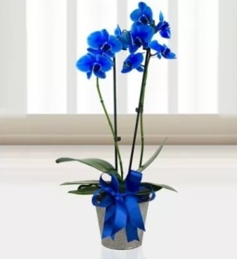 ift dall mavi orkide  stanbul iekiler 