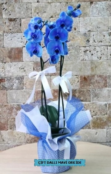 ift dall ithal mavi orkide  stanbul ieki maazas 