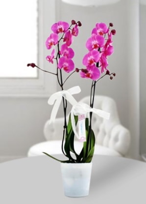 ift dall mor orkide  stanbul 14 ubat sevgililer gn iek 