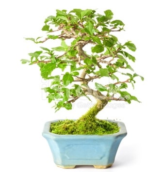 S zerkova bonsai ksa sreliine  stanbul ucuz iek gnder 