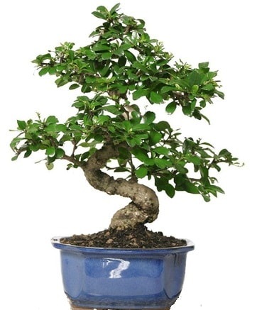 21 ile 25 cm aras zel S bonsai japon aac  stanbul internetten iek sat 