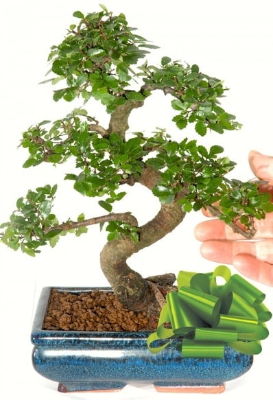 Yaklak 25 cm boyutlarnda S bonsai  stanbul cicekciler , cicek siparisi 