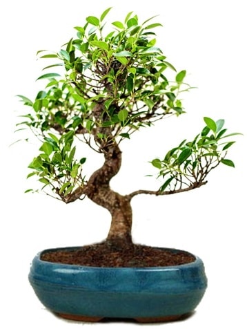25 cm ile 30 cm aralnda Ficus S bonsai  stanbul hediye iek yolla 