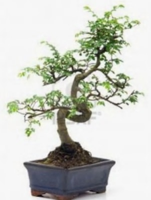 S gvde bonsai minyatr aa japon aac  stanbul iekiler 