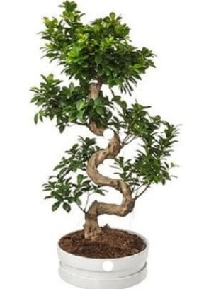 90 cm ile 100 cm civar S peyzaj bonsai  stanbul hediye iek yolla 