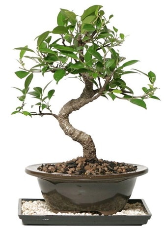 Altn kalite Ficus S bonsai  stanbul internetten iek sat  Sper Kalite