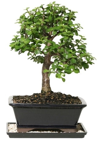 15 cm civar Zerkova bonsai bitkisi  stanbul cicekciler , cicek siparisi 