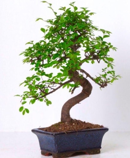 S gvdeli bonsai minyatr aa japon aac  stanbul hediye iek yolla 