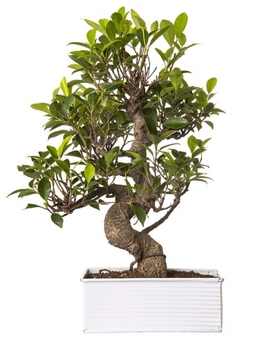 Exotic Green S Gvde 6 Year Ficus Bonsai  stanbul hediye iek yolla 